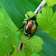 Japanese beetle