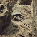 tortuga bisagra