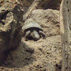 tortuga bisagra