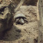 tortuga bisagra