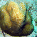 Lesser Star Coral