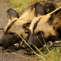 African Wild Dog