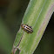 Palestriped Flea Beetle