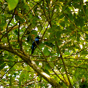 Fairy Bluebird