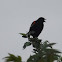 Red-Winged Blackbird