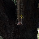 Yellow finch