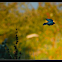 Mountain Bluebird