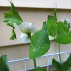 Snow peA