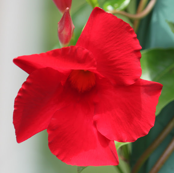 Spotting Image 1