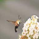 Snowberry Clearwing Moth