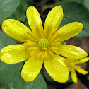Lesser Celandine