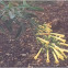 Palan palan