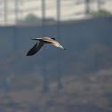 Spot billed duck