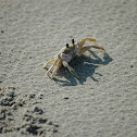 Ghost Crab