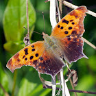 Question Mark butterfly