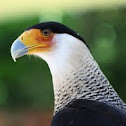 Southern Caracara