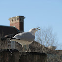 Ring-billed Gull