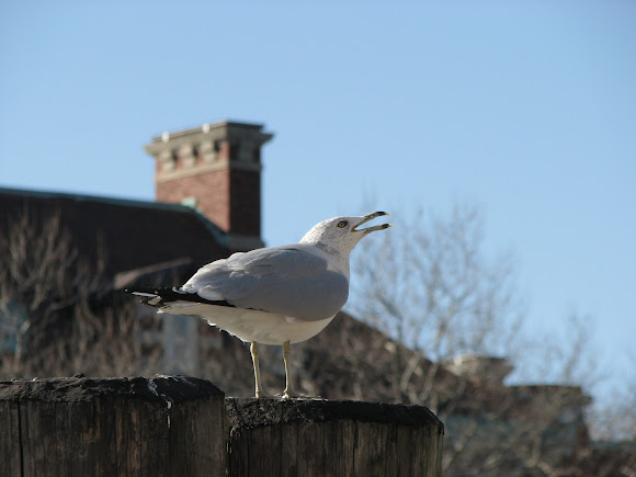 Spotting Image 1