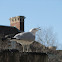 Ring-billed Gull