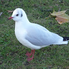 Chroicocephalus ridibundus. Gaviota reidora.
