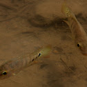 Humpbacked Cardinalfish