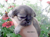 Cachorro Puro De Pekines Pequines