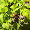 Brown Darkling Beetle