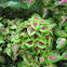 Coleus