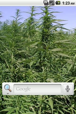 免費下載個人化APP|Weed Art Live Wallpaper app開箱文|APP開箱王