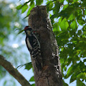 Downy Woodpecker (chicks)