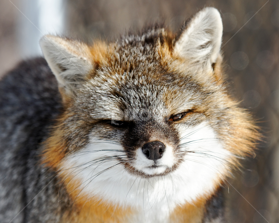 Fox profile picture