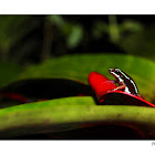 rana tricoloor