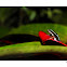 rana tricoloor