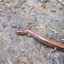 Red Back Salamander