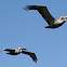 Brown Pelican