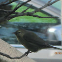 Orange-crowned Warbler (non breeding)