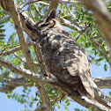 Great Horned Owl