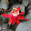 Crimson Passion Flower