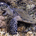 Hawksbill Turtle