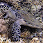 Hawksbill Turtle