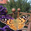 Painted Lady