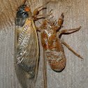 17 Year Cicada