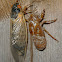 17 Year Cicada