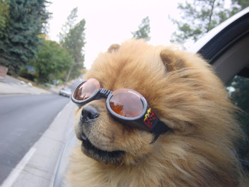 gafas para perros