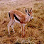 Gazelle
