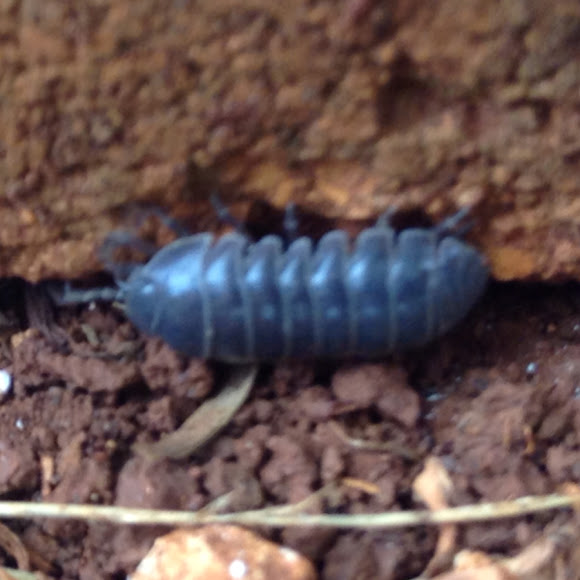 pill bug (rolly polly) Project Noah