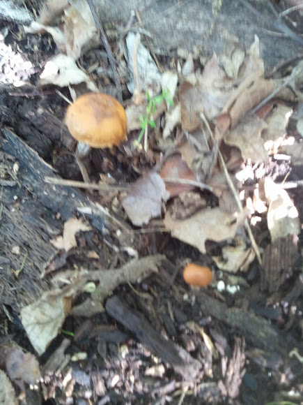 Spotting Image 1