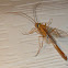 Ichneumon wasp