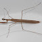 Scudder's mantis