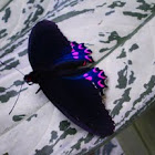 Pink-spotted Cattleheart